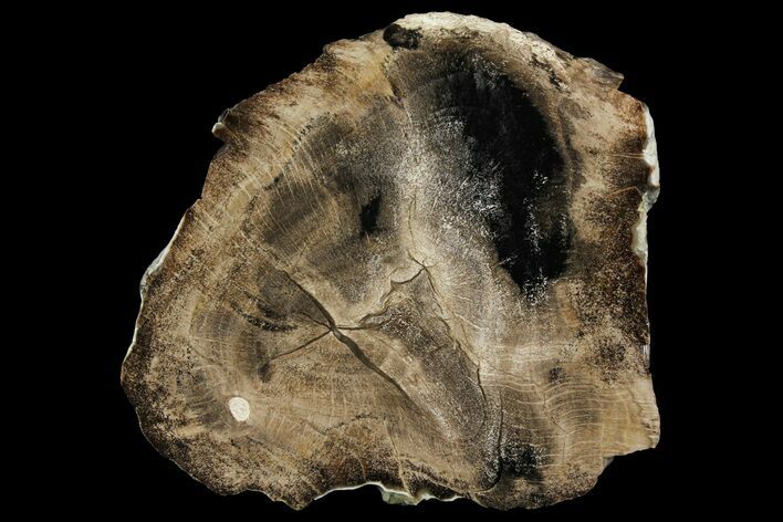 Polished Petrified Live Oak (Quercus) Round - Texas #166408